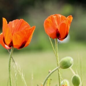 Poppy Flower Digital Wallpaper – High-Resolution Botanical Wall Art