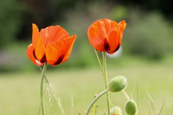 Poppy Flower Digital Wallpaper – High-Resolution Botanical Wall Art